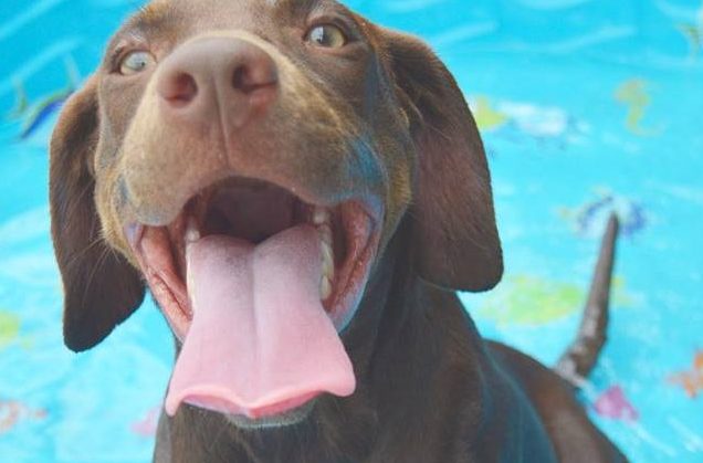 Chubby in pool at The Animal League rescue shelter in Groveland FL